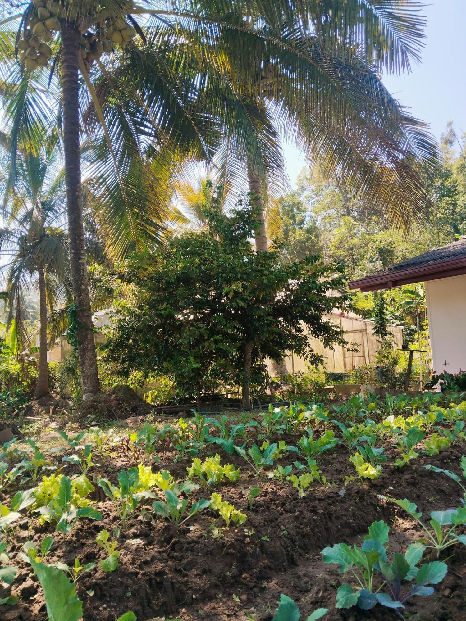 Ella Nature Valley Homestay Exteriör bild